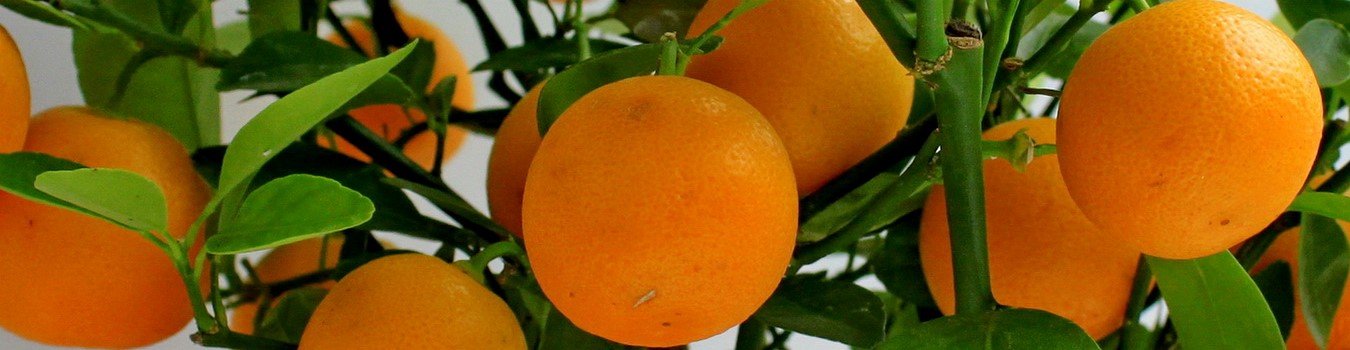 mini stubaste vocne sadnice