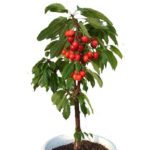 Mini vocne sadnice Trešnje