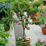 Sadnice voca - mini Visnja