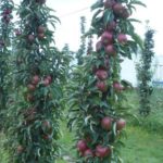 Stubaste vocne sadnice - Jabuka Vesna