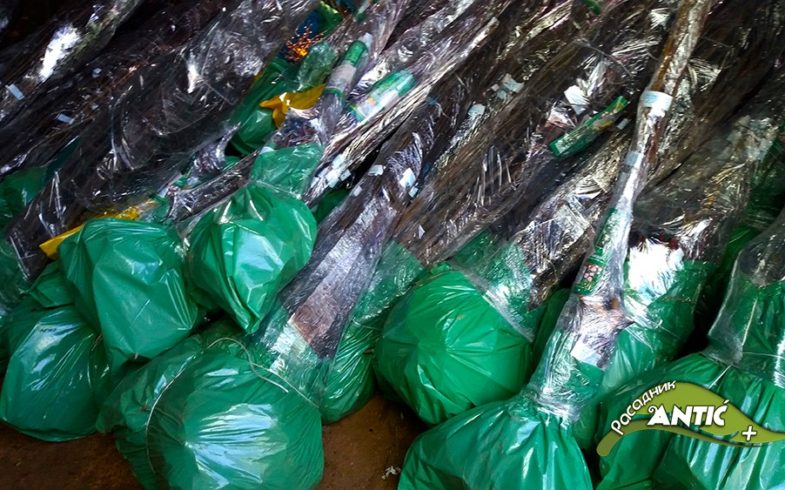 Akcijska prodaja – Vocne sadnice Antic Plus