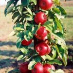 Stubasta jabuka - Kraljica Čardasa