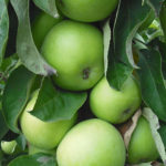 Stubaste jabuke sorta - Đerdan