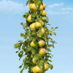 Stubaste sadnice kruske