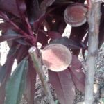 Vocne sadnice - Crvenolisne mini breskve