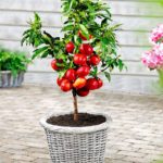 Vocne sadnice - mini Breskve