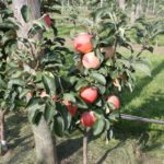 Mini vocne sadnice Jabuke