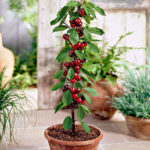 Vocne sadnice stubaste tresnje