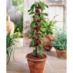 Stubaste sadnice Višnje