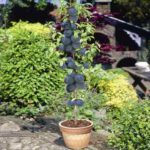 Vocne sadnice stubaste Šljive