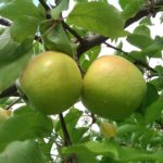 Sadnice voća Jabuke Mutsu