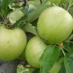 Sadnice jabuka Greni smit spur