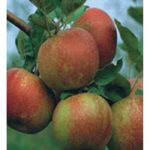 Sadnice jabuka Kozara