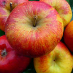 Vocne sadnice jabuka Kolacara