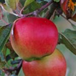 Vocne sadnice jabuke Prima