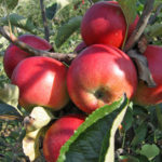 Vocne sadnice jabuka Šumatovka