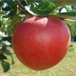 Sadnice - Jabuka Summer red