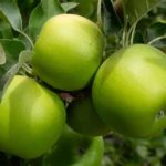 Vocne sadnice jabuka Greni smit