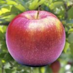 Vocne sadnice jabuke Jonagold