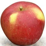 Sadnice voća jabuka Melroze