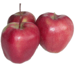 Voćne sadnice jabuka Gloster