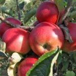 Vocne sadnice jabuke Budimka