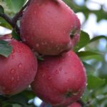 Jabuka Crveni delises Cham spur