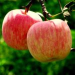 vocne sadnice jabuka fudzi