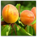 Sadnice kajsije - Bergeron