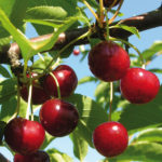 Vocne sadnice visnje Marela