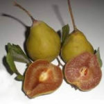 Vocne sadnice - kruska Ječmenka