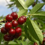 Vocne sadnice visnje - Oblačinska