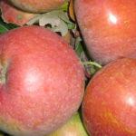 Stare sorte jabuka - Tetovača