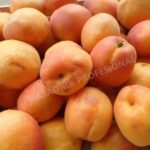 Stare sorte sadnice kajsije - Aleksandar