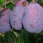 Stare sorte sljive - Metlas