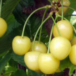 Stare sorte tresnje - Bela domaca