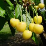 Sadnice voca - tresnja Droganova žuta