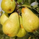 Sadnice voca - kruške Viljamovka žuta