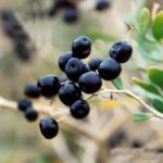 Sadnice godži - Crni godži