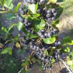 Sadnice kalemljene aronije