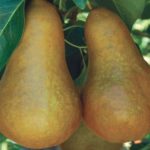 Sadnice kruske - Boskova bočica