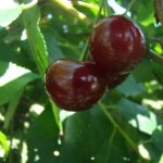 Sadnice višnje - Keleris 16