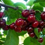 Sadnice visnje Meteor