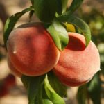 Sadnice breskve - Red Top