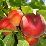 Sadnice breskve - Spring Krest