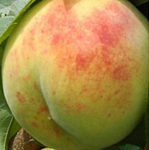 Sorta breskve - Sprin Gold