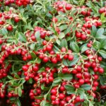 Vocne sadnice brusnice - Coralle