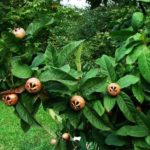 Sadnice musmule - Domaća mušmula