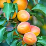 Sadnice voca - kajsija Novosadska rodna