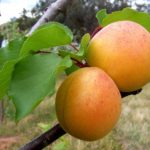 Sadnice kajsije - Nju Džersi 19